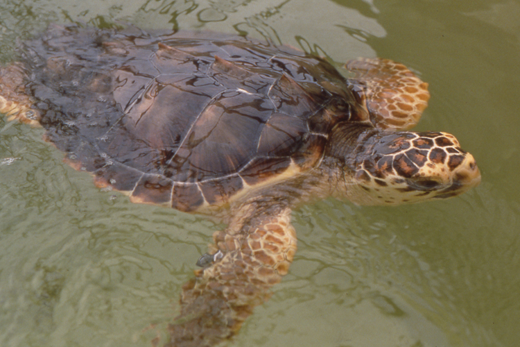 An adult sea turtle in the water